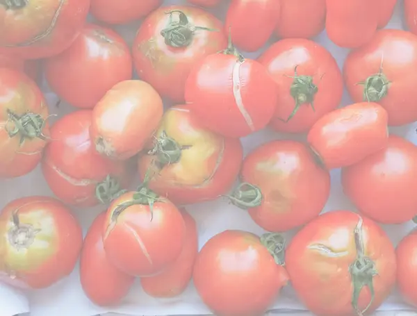 Tomatoes Solanum Lycopersicum Vegetables Vegetarian Vegan Food Delicate Soft Faded — Stock Photo, Image