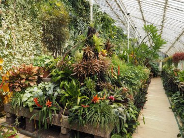 Belfast, İngiltere - Haziran 2018 yaklaşık: Palm evde Botanik Bahçeleri