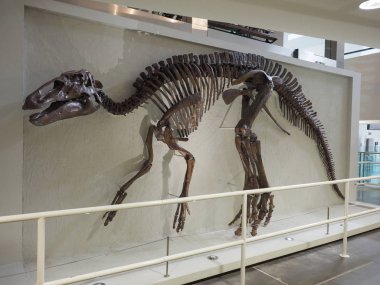 Belfast, İngiltere - Haziran 2018 yaklaşık: İskelet Edmontosaurus annectens, erbivore sigara kuş dinozor, Ulster Müzesi'nde