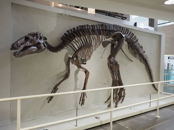 贝尔法斯特 2018年6月 Edmontosaurus Annectens 的骨骼 Erbivore 非禽类恐龙 在阿尔斯特博物馆 — 图库照片