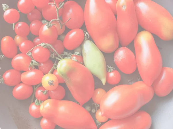 Röd Italiensk Tomat Grönsaker Hälsosam Vegetarisk Mat Delikat Mjuk Bleknat — Stockfoto