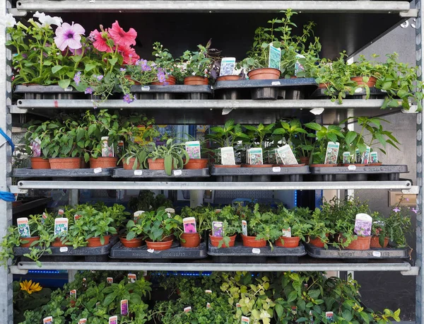 Londres Reino Unido Circa Junho 2018 Vasos Plantas Com Legumes — Fotografia de Stock