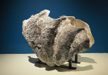 Belfast, İngiltere - Haziran 2018 yaklaşık: Dünya dev clam Tridacna gigas sayfasından Ulster Müzesi'nde Hint Okyanusu içinde en büyük Toxinler