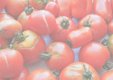 domates (Solanum lycopersicum) sebze vejetaryen ve vegan gıda, hassas yumuşak sesi arka plan olarak yararlı soluk.