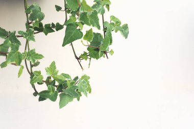 sarmaşık (Hedera) bitkisi arka plan olarak kullanışlıdır