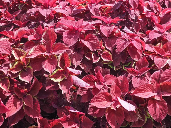 Csalán Solenostemon Scutellaroides Növény Festett Vörös Coleus — Stock Fotó