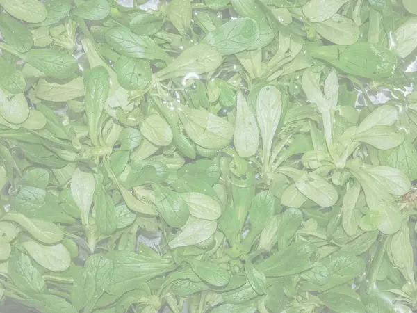 Салат Ака Lactuca Сатива Зеленый Салат Листья Овощей Тонкий Мягкий — стоковое фото