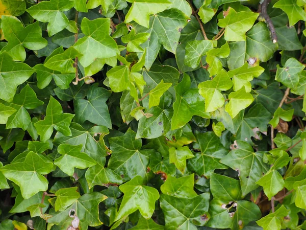 Hiedra Hedera Planta Útil Como Fondo —  Fotos de Stock