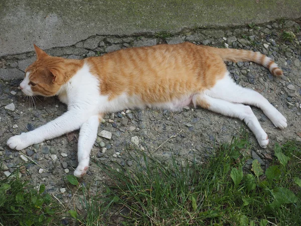 Orangefarbene Und Weiße Hauskatze Domestizierte Hauskatze — Stockfoto