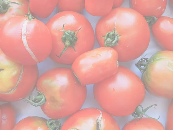 Tomates Solanum Lycopersicum Legumes Comida Vegetariana Vegan Delicado Tom Suave — Fotografia de Stock