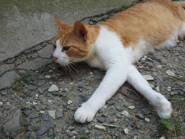 Pomarańczowy Biały Krajowego Pręgowany Kot Domator Housecat — Zdjęcie stockowe