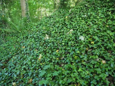 sarmaşık (Hedera) bitkisi arka plan olarak kullanışlıdır