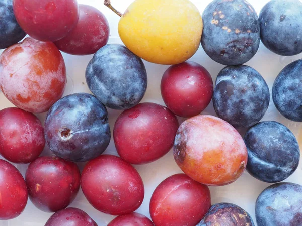 มปร Prunus Domestica อผลไม โรป อาหารม งสว — ภาพถ่ายสต็อก
