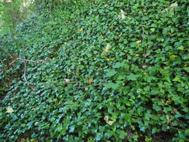 sarmaşık (Hedera) bitkisi arka plan olarak kullanışlıdır
