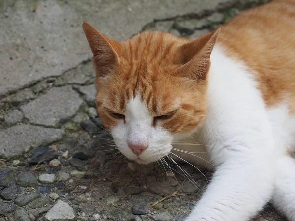 Orange Och Vit Spräcklig Tamkatt Domesticerade Huskatt — Stockfoto