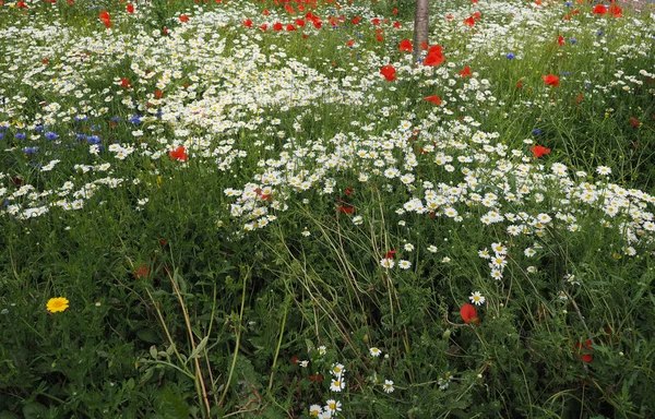 Bílé Sedmikrásky Bellis Perennis Aka Sedmikrásna Nebo Trávníku Daisy Červené — Stock fotografie