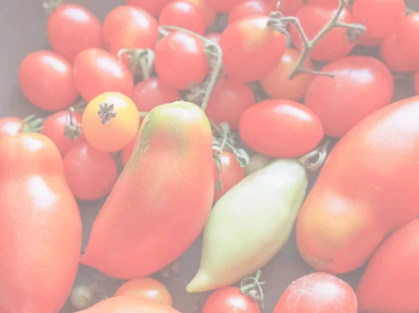 Piros Olasz Paradicsom Zöldségek Egészséges Vegetáriánus Ételek Finom Puha Fakó — Stock Fotó