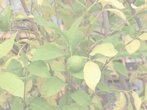 Citron Citrus Bild Delikat Mjuk Bleknat Tonen Användbar Som Bakgrund — Stockfoto