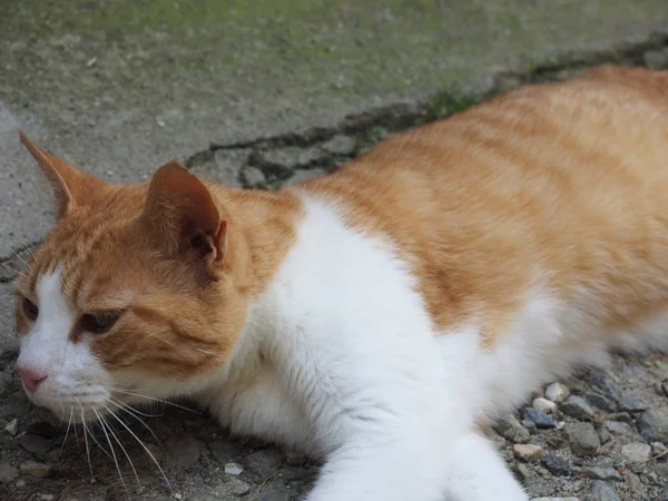 オレンジと白ふち猫 飼いならされた家の猫 — ストック写真