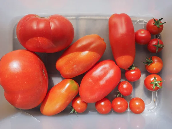 Nombreux Types Tomates Solanum Lycopersicum Légumes Végétariens Végétaliens — Photo