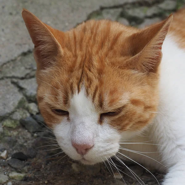 Orangefarbene Und Weiße Hauskatze Domestizierte Hauskatze — Stockfoto
