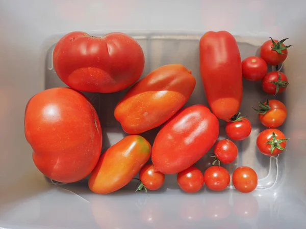 Nombreux Types Tomates Solanum Lycopersicum Légumes Végétariens Végétaliens — Photo