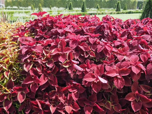 Kırmızı Coleus Isırgan Solenostemon Scutellaroides Bitki Boyalı — Stok fotoğraf