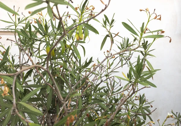Nerium Oleandro Planta Sem Flores Sobre Parede — Fotografia de Stock