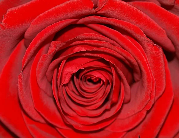 Flor Rosa Roja Flor Útil Como Fondo — Foto de Stock
