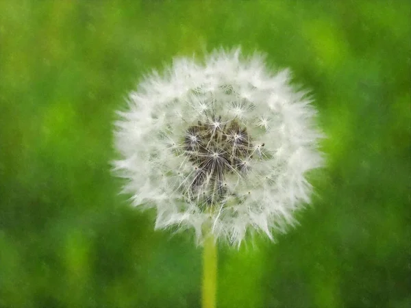 Pampeliška Taraxacum Officinale Aka Společné Pampeliška Květ Akvarel Ilustrace — Stock fotografie