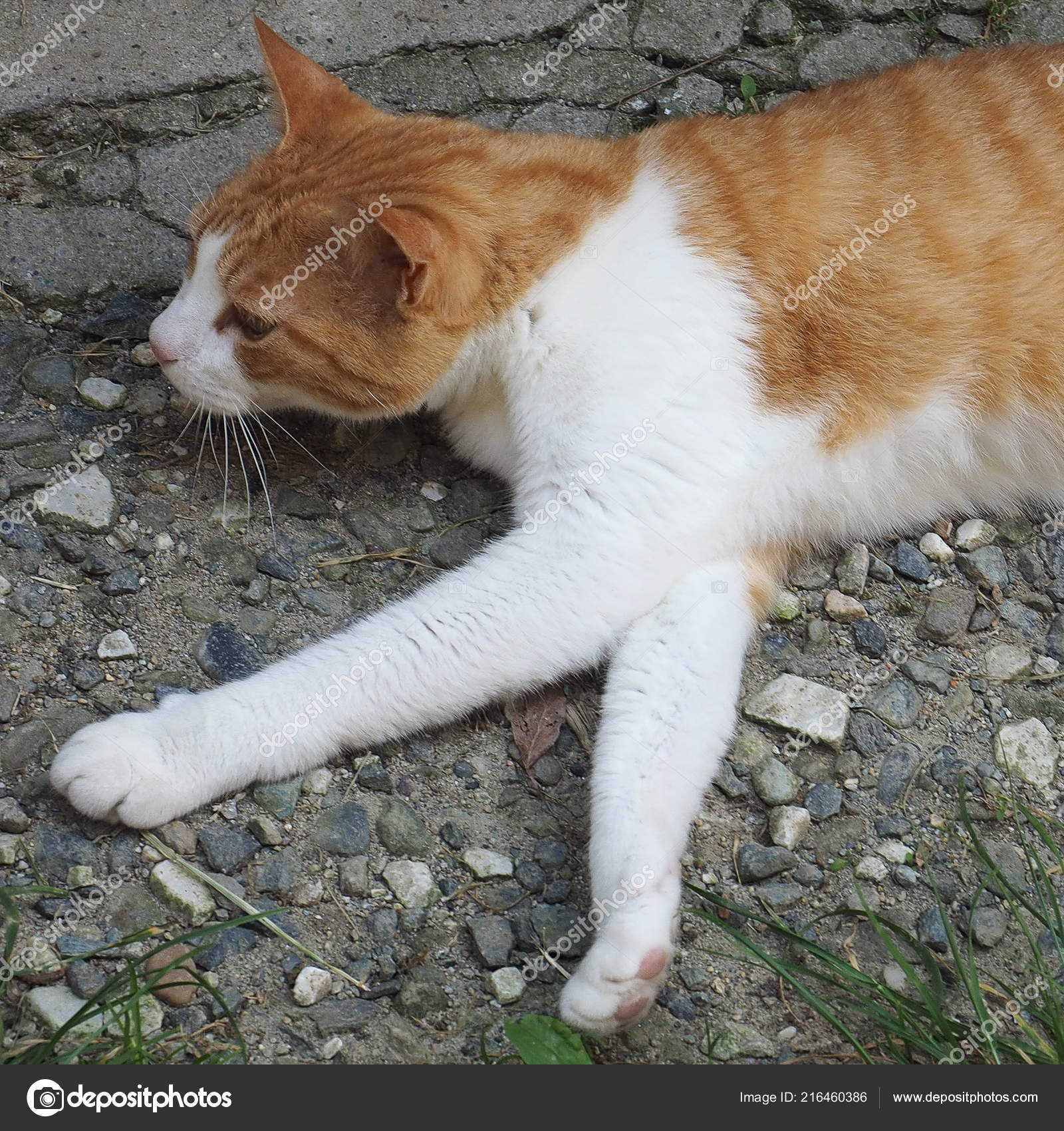 white orange tabby cat