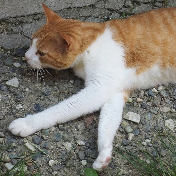 Pomarańczowy Biały Krajowego Pręgowany Kot Domator Housecat — Zdjęcie stockowe
