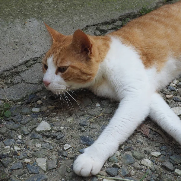 Gato Tabby Doméstico Naranja Blanco Domesticado Housecat —  Fotos de Stock