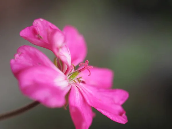 Różowe Geranium Bodziszkowce Aka Cranesbill Kwiat Bloom Selektywny Fokus Niewyraźne — Zdjęcie stockowe