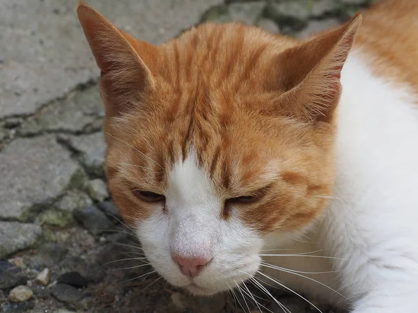 Orangefarbene Und Weiße Hauskatze Domestizierte Hauskatze — Stockfoto