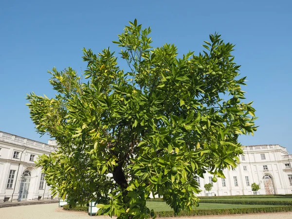 Lima Citrus Latifolia También Conocida Como Lima Persa Shiraz Tahití —  Fotos de Stock