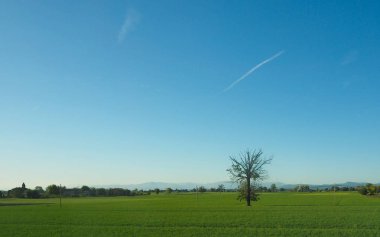geniş çayır ve yalnız ağaç ve mavi gökyüzü ile doğal manzara panoramik