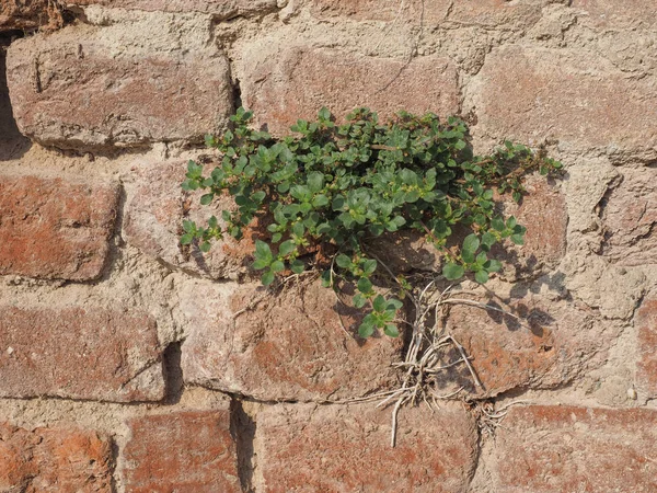 Vecchio Muro Mattoni Rossi Utile Come Sfondo — Foto Stock