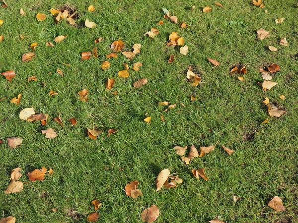 Fallen Leaves Autumn Meadow Useful Background — Stock Photo, Image