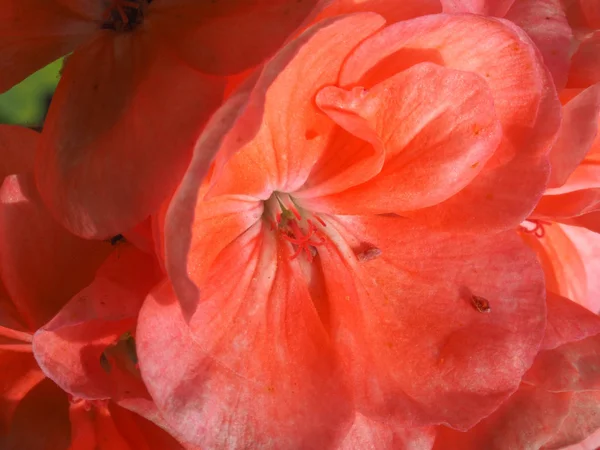 Sardunya Geraniales Aka Cranesbill Çiçek Çiçeklenme Seçici Odak Pembe — Stok fotoğraf