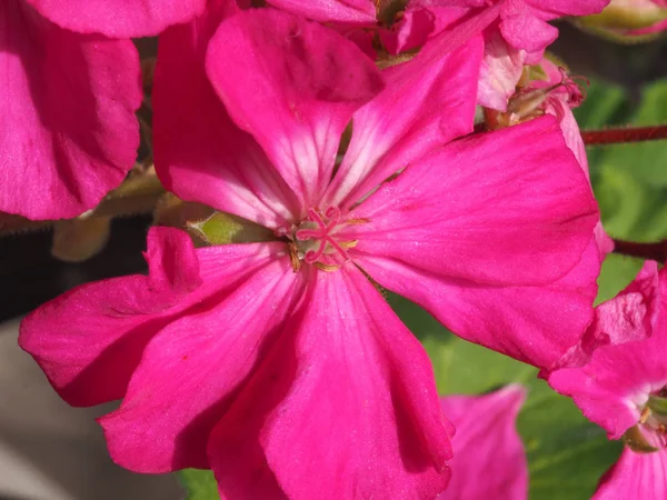 Pink Geranium Geraniales Aka Cranesbill Flower Bloom Selective Focus — Stock Photo, Image