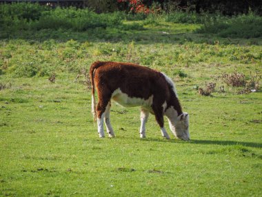 Sığır Coe Fen meadowland alanda Cambridge, İngiltere'de Cam Nehri tarafından
