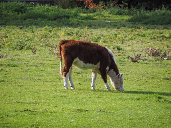 英国剑桥的河凸轮草场地区的牛 — 图库照片