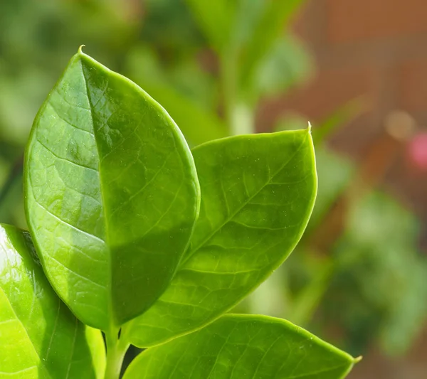 Gröna Blad Användbar Som Naturlig Bakgrund — Stockfoto