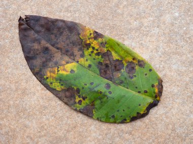 sonbaharda kaldırıma düşmüş yaprak