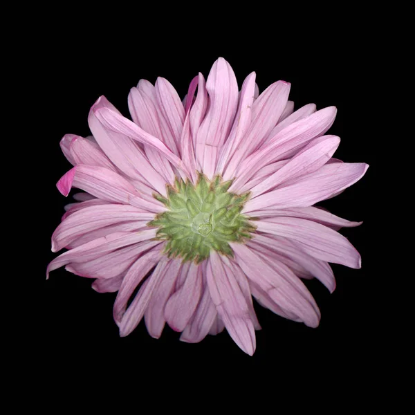 紫色菊花又名妈妈或菊花花绽放 — 图库照片