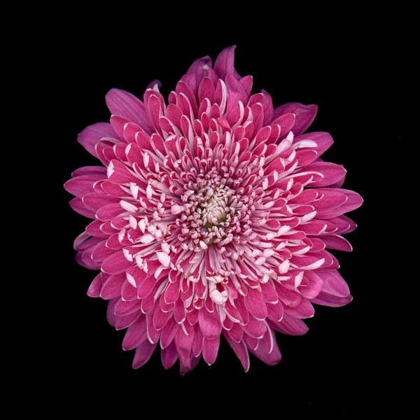 紫色の菊は別名母親または Chrysanths の花満開 — ストック写真