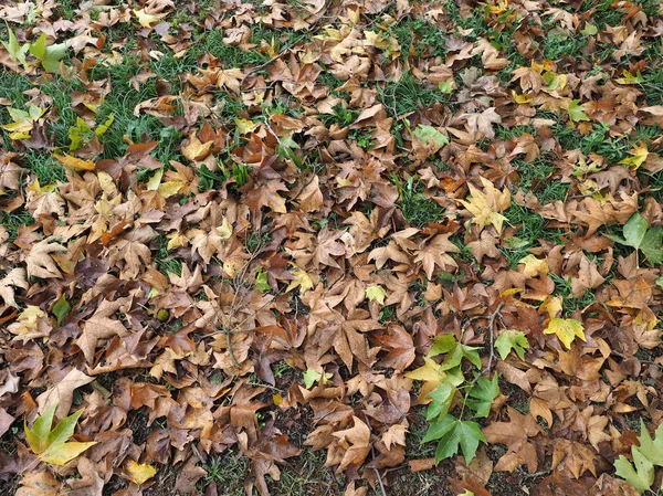 Fallendes Laub Herbst Auf Einer Wiese Als Hintergrund Nützlich — Stockfoto