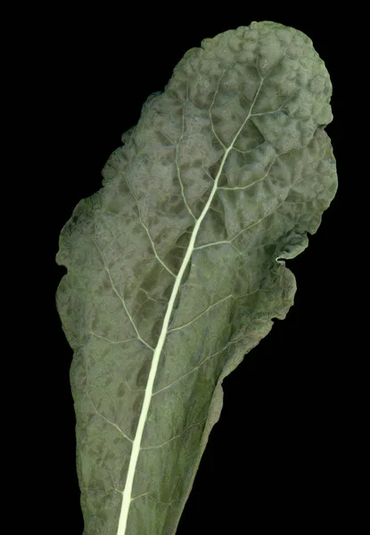 Lacinato Kale Cabbage Aka Cavolo Nero Atau Schwarzkohl Berarti Kubis — Stok Foto