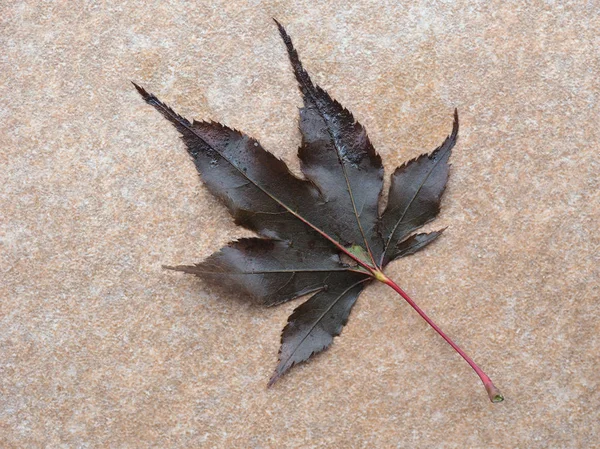 Fallen Leaf Pavement Autumn — Stock Photo, Image